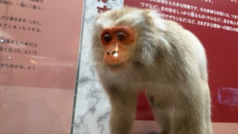 岡村