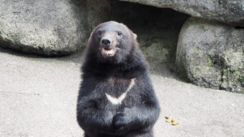 ありがとうございます