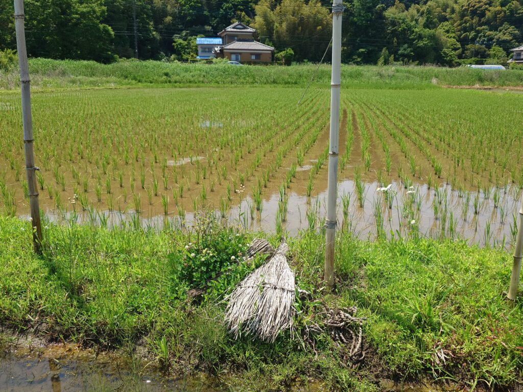 茨城ナーバ流し
